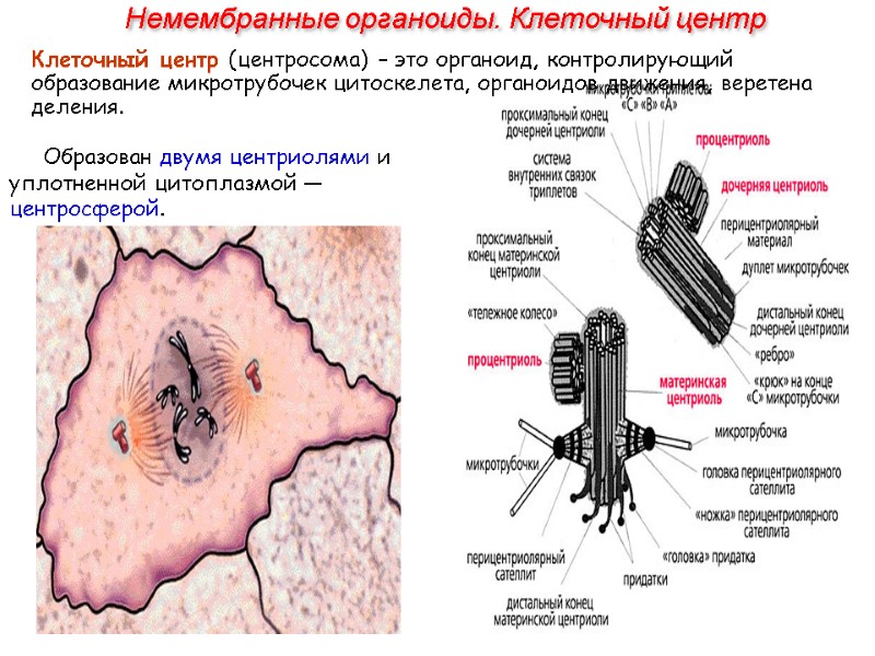 Образован двумя центриолями и уплотненной цитоплазмой — центросферой. Немембранные органоиды. Клеточный центр Клеточный центр